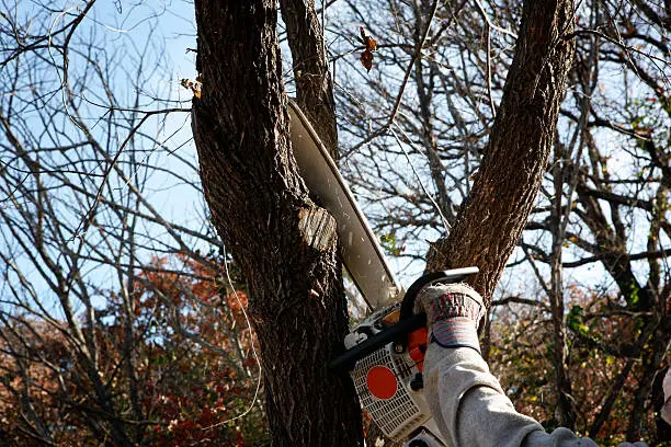 Tree Cutting