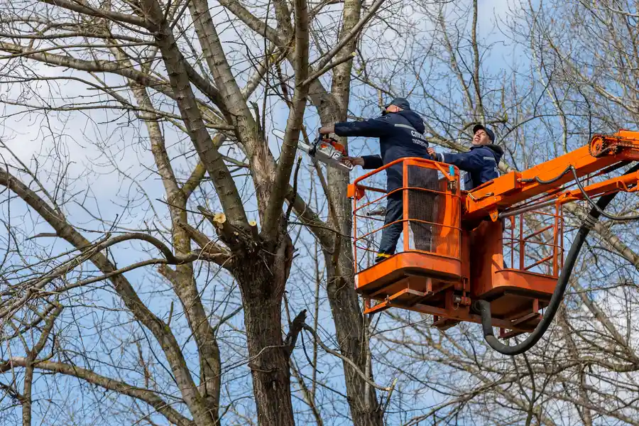 Expert Tree Removal Mount Carmel, TN Expert Tree Removal Mount Carmel, TN