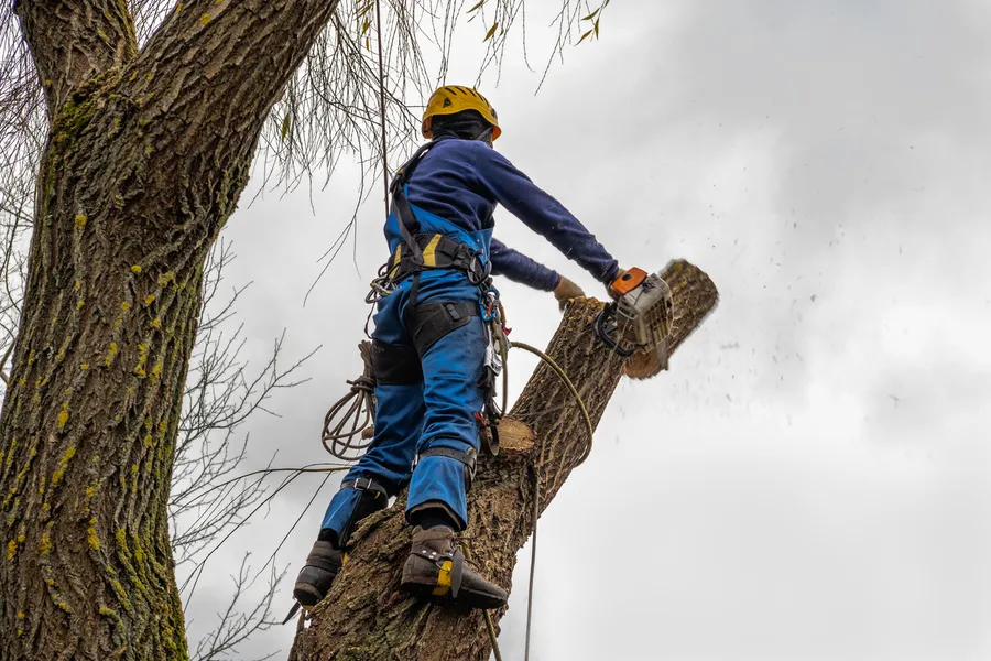 Premium Tree Cutting Mount Carmel, TN Premium Tree Cutting Mount Carmel, TN