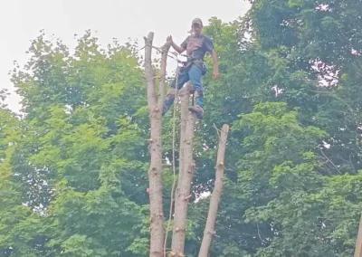 Affordable Tree Expert in Mount Carmel TN