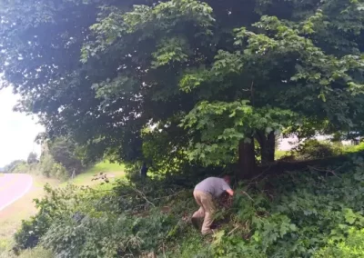 Dependable Tree Expert in Mount Carmel TN