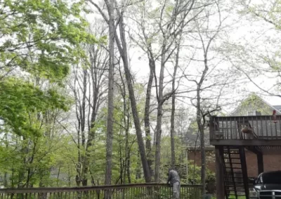 Professional Tree Company in Mount Carmel TN