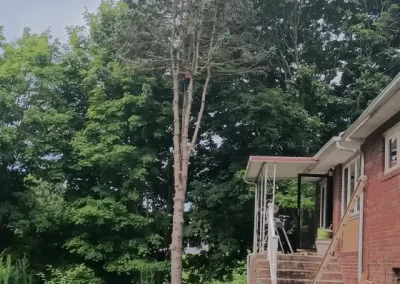 Professional Tree Maintenance in Mount Carmel TN