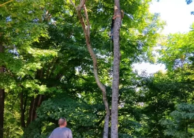 Quality Tree Care in Mount Carmel TN