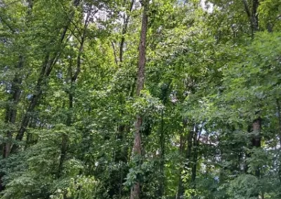 Quality Tree Maintenance in Mount Carmel TN