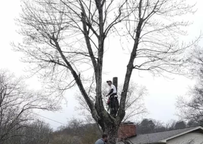 Quality Tree Service in Mount Carmel TN
