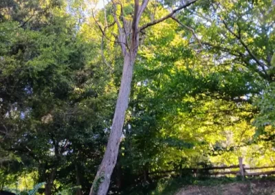 Reliable Tree Care in Mount Carmel TN