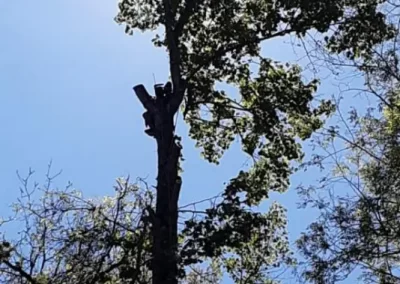 Reputable Tree Company in Mount Carmel TN