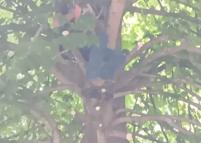 Reputable Tree Expert in Mount Carmel TN