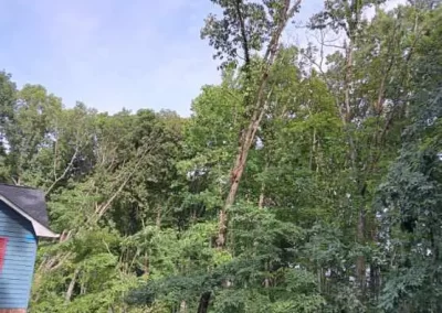 Reputable Tree Maintenance in Mount Carmel TN