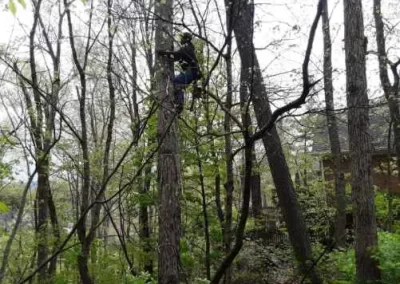 Superb Tree Company in Mount Carmel TN