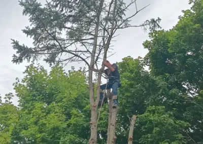Superb Tree Maintenance in Mount Carmel TN