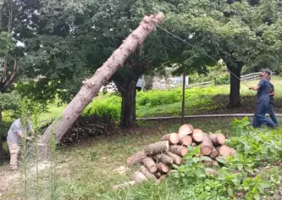 Trusted Tree Expert in Mount Carmel TN