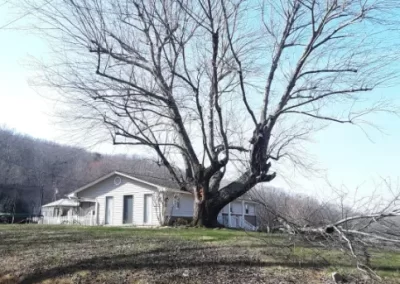 Trusted Tree Service in Mount Carmel TN